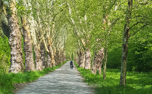 Bernadotte Allee