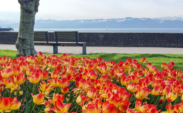 Blumen vor Alpensicht