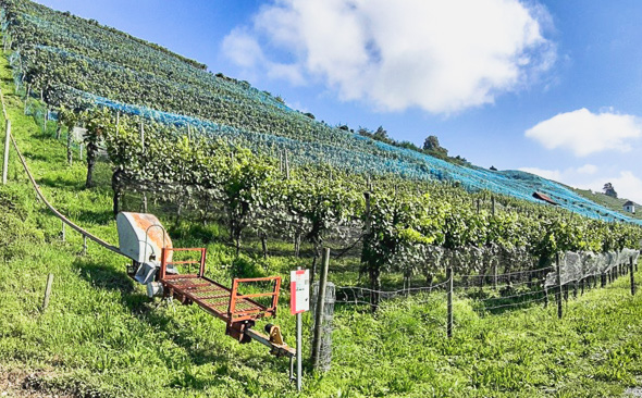 Weinanbau am Zürichsee