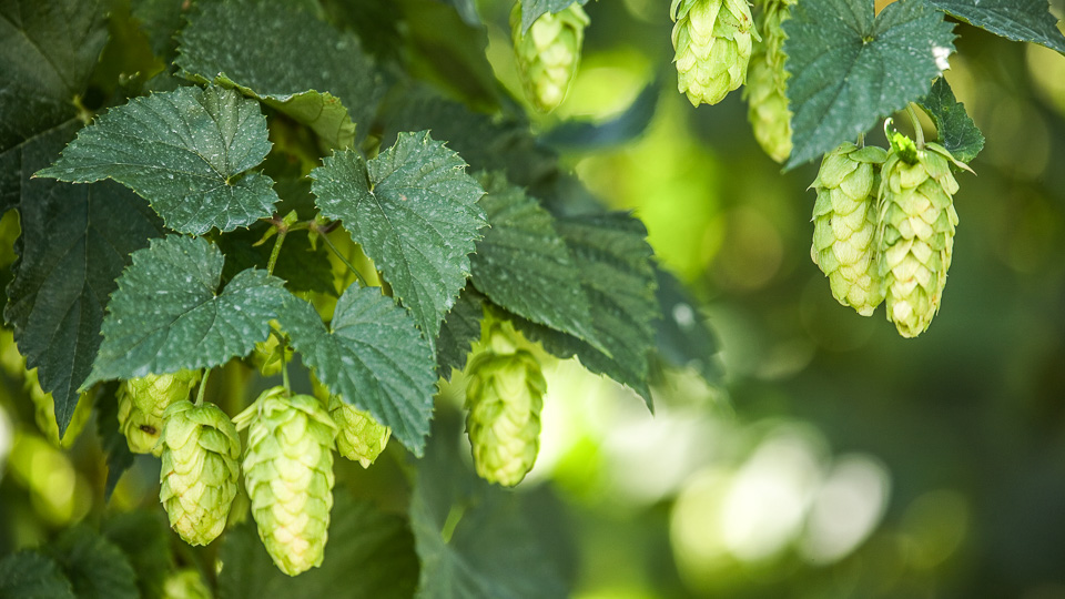 Die Hallertauer Hopfentour