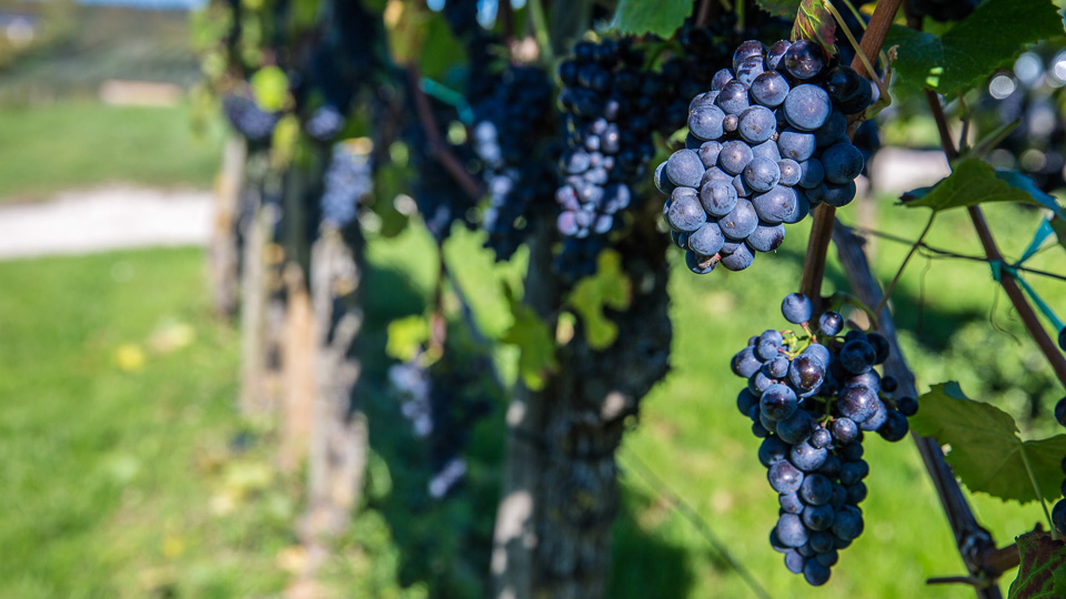 Die Mosel Winzertour