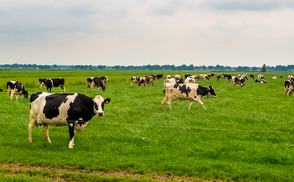 Kühe auf der Wiese