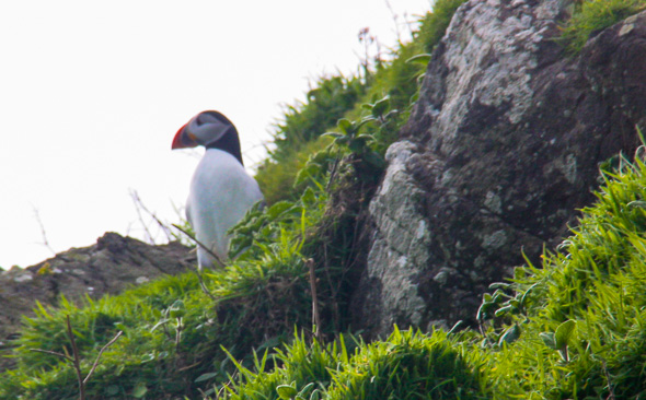 Ein Puffin