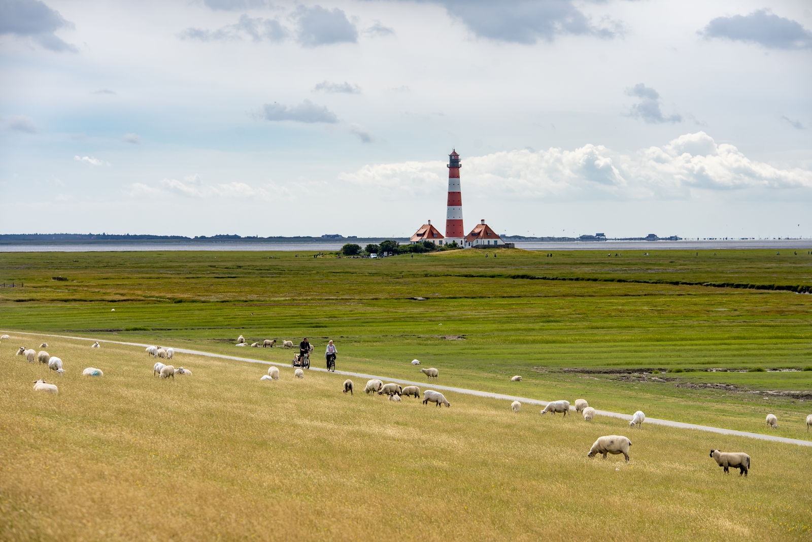 Radfahrer, Westerhever Leuchtturm, Deich, Schafe