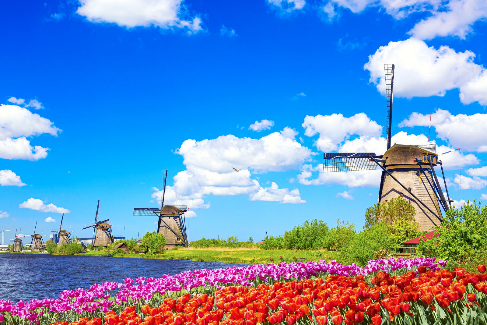 Tulpentour in Holland mit Rad und Schiff