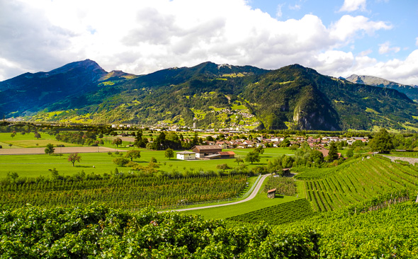 Weinberge bei Landquart