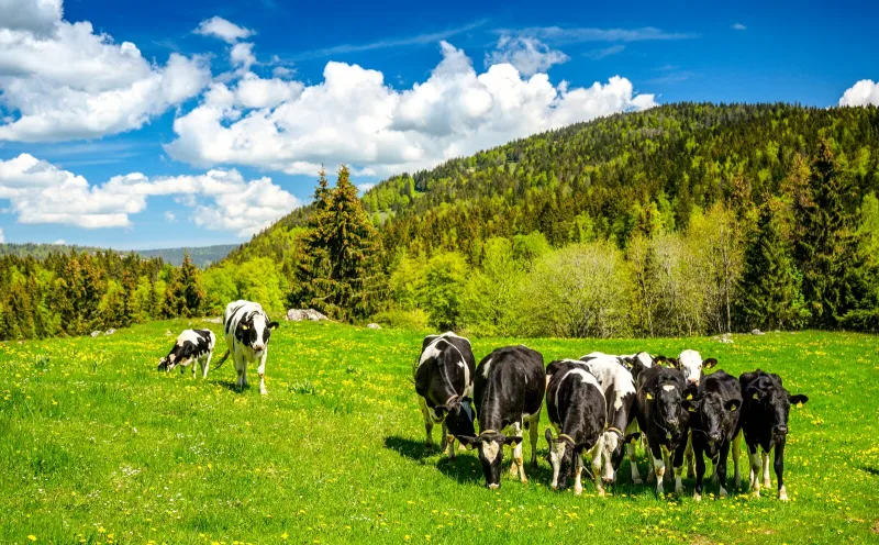 Ajoie, Jura, Schweiz