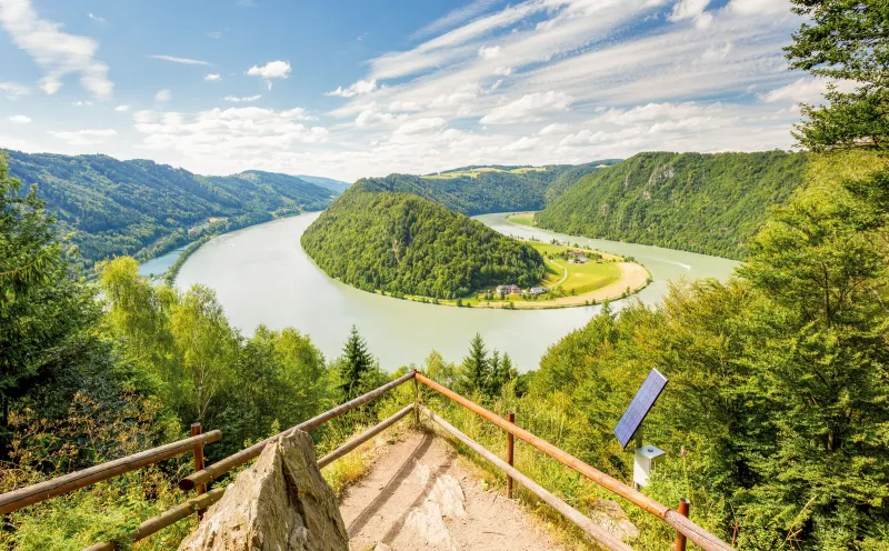 Donauschlinge bei Schlögen