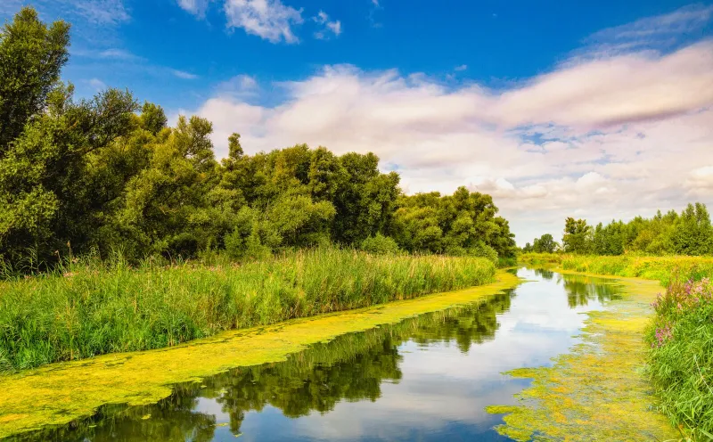 Nationalpark De Biesbosch