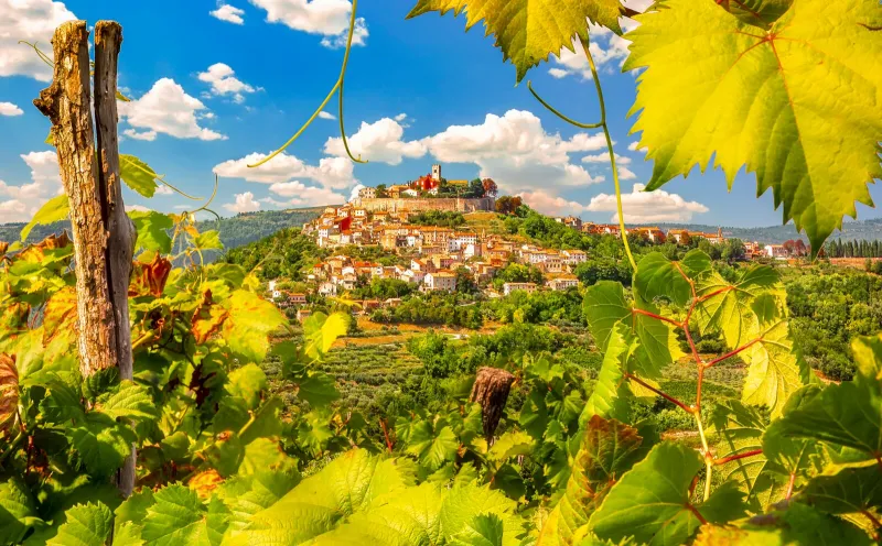 Blick auf Motovun
