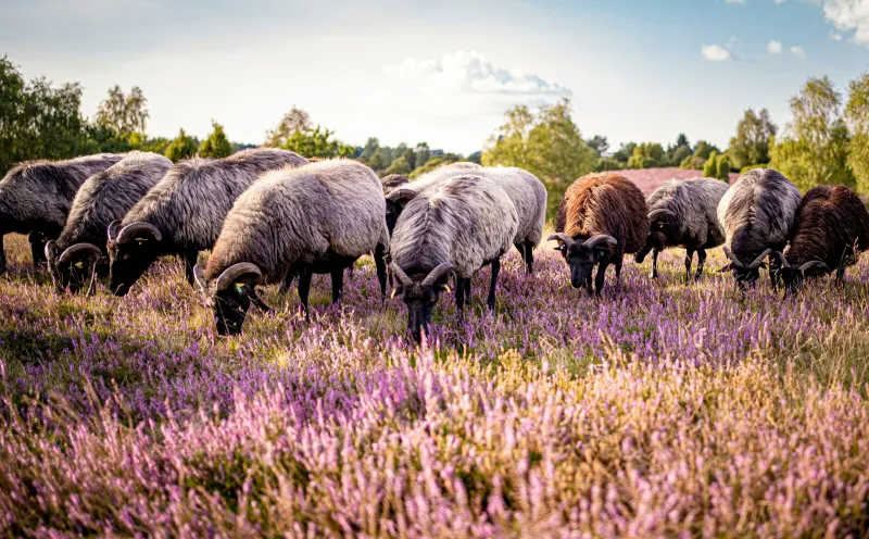 Heidschnucken