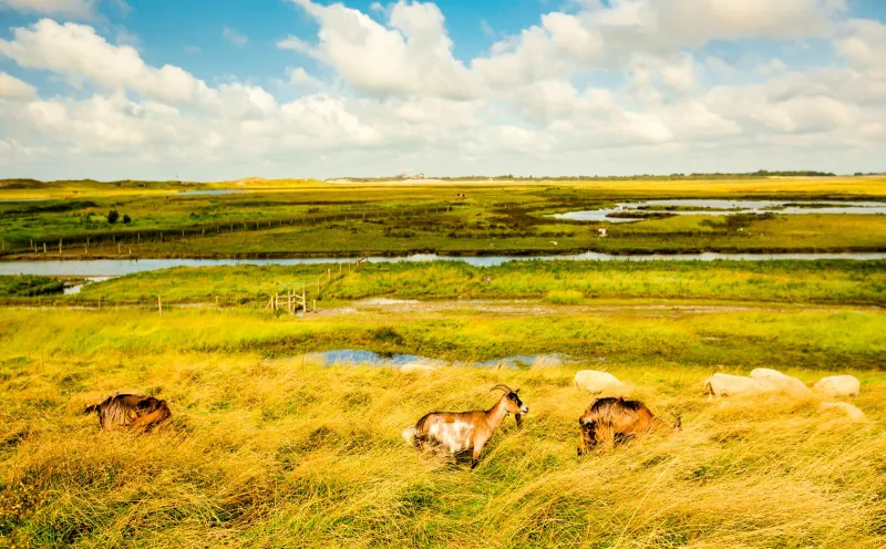 Das Naturschutzgebiet in Het Zwin