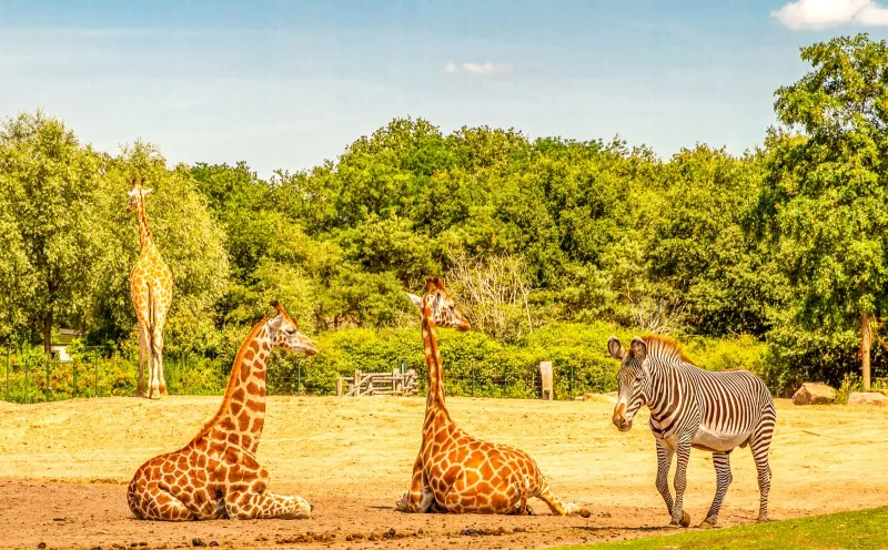 Safaripark Beekse Bergen