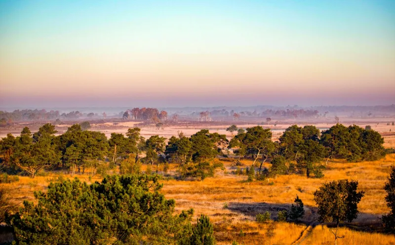 Kalmthoutse Heide