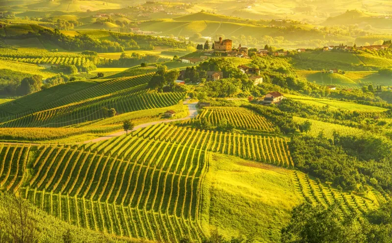 Langhe Weinberge