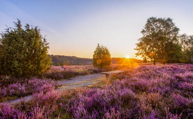 Sonnenuntergang in der Lüneburger Heide