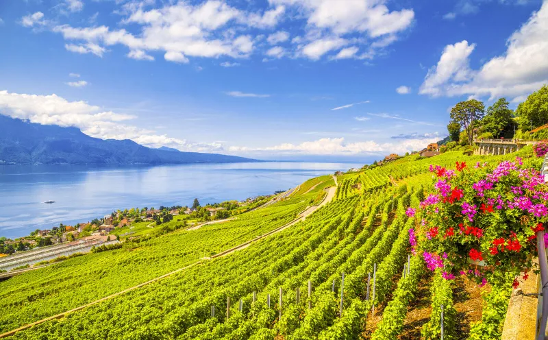 Weinberge am Genfer See