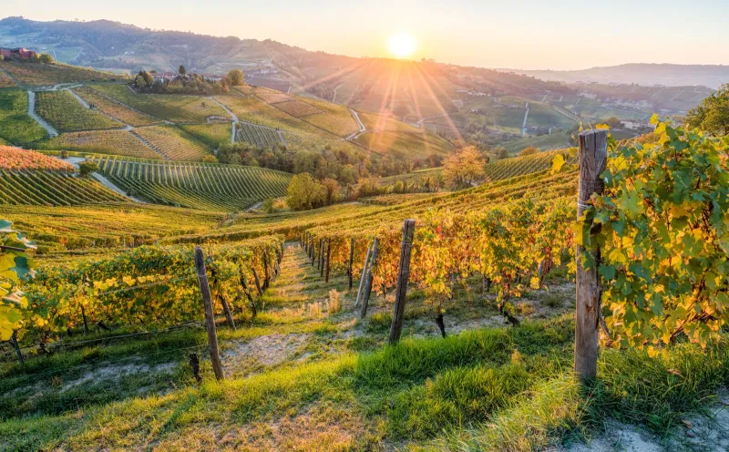 Weinberge