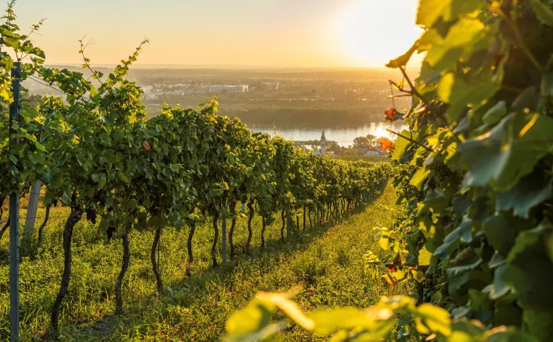 Kahlenbergerdorf, Wien