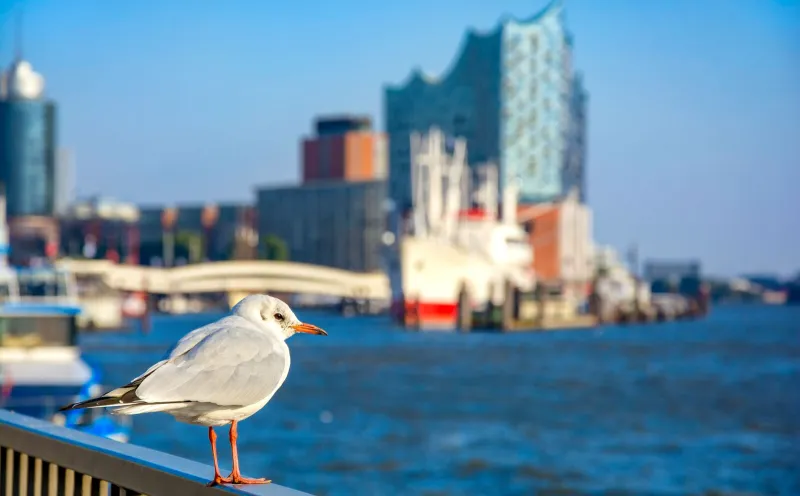 Möwe, Elbphilharmonie
