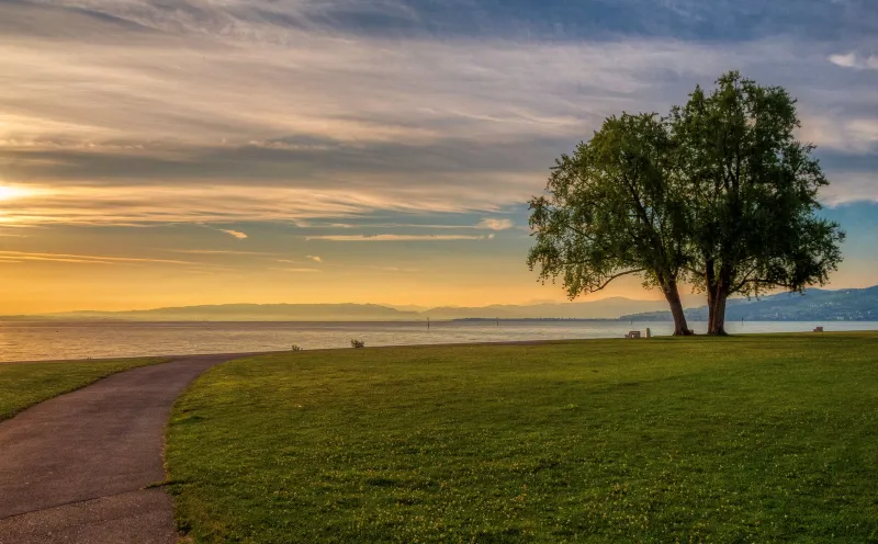 Bodensee bei Arbon, Baum, Sonnenuntergang