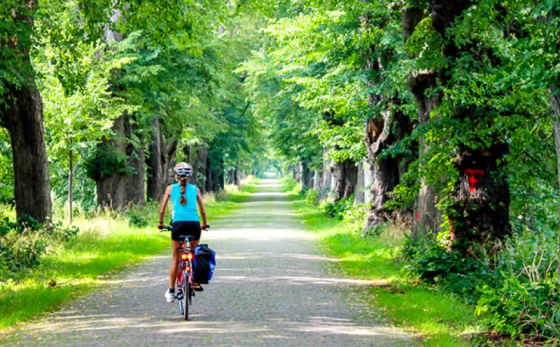 Auf der Deutschen Alleenstraße