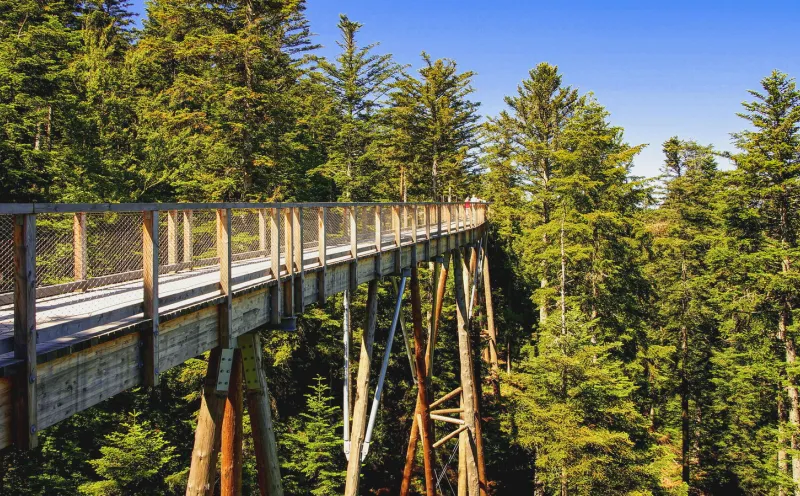 Baumwipfelpfad bei Bad Wildbad