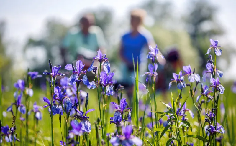 Blumenwiese, Bodensee