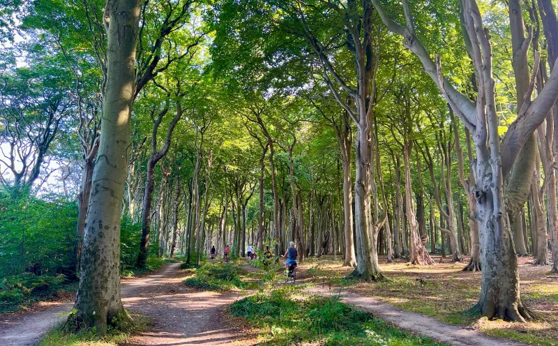 Gespensterwald Nienhagen