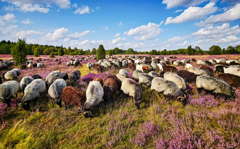 Heidschnucken Lüneburger Heide
