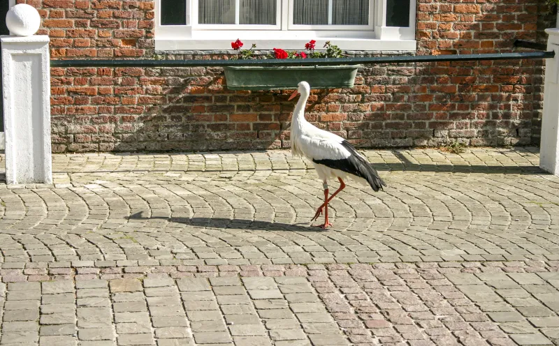 Storch