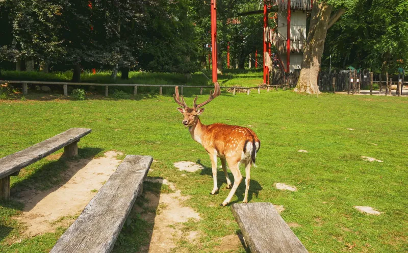 Ivenacker Tiergarten