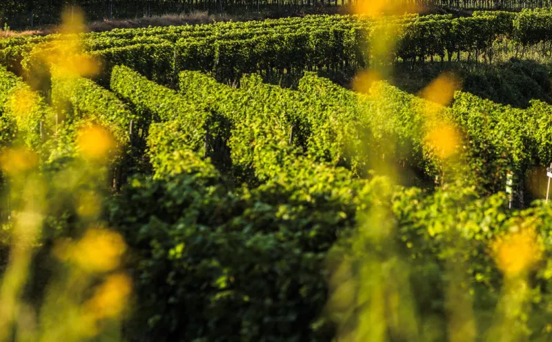 Kaiserstuhl, Weinberge