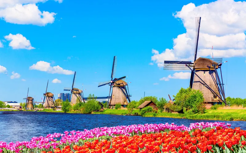 Kinderdijk, Windmühlen, Tulpen