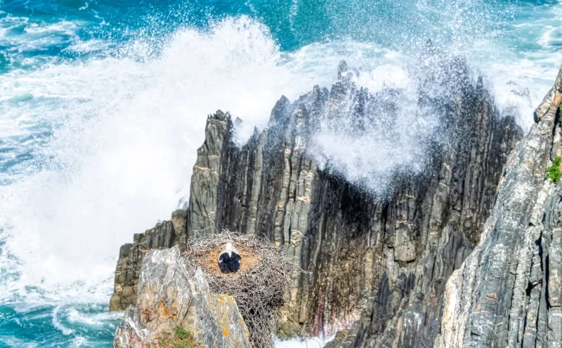 Klippenstörche am Cabo Sardão