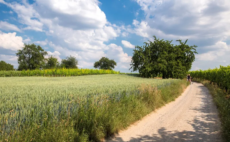 Landschaft, Radweg