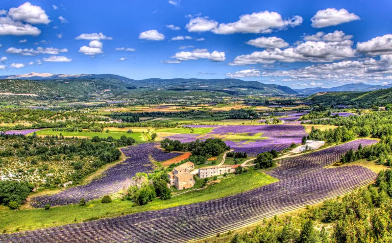 Lavendelfelder am Mont Ventoux