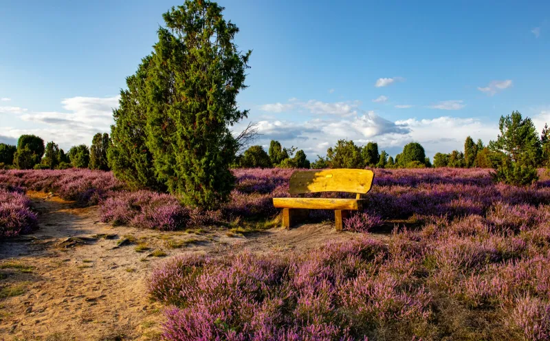 Bank Lüneburger Heide