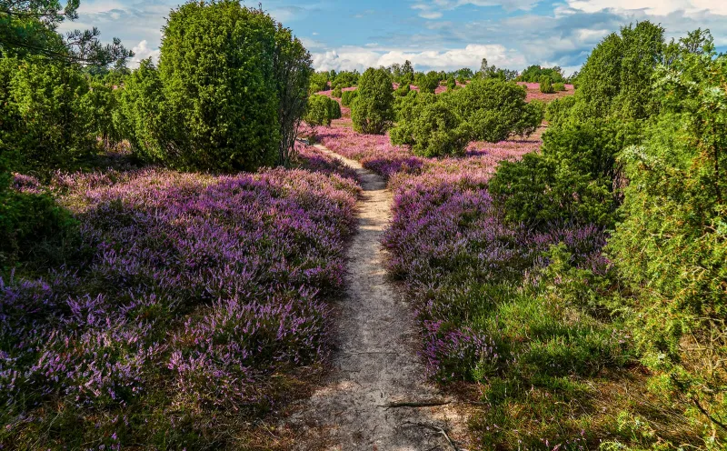 Pfad Lüneburger Heide