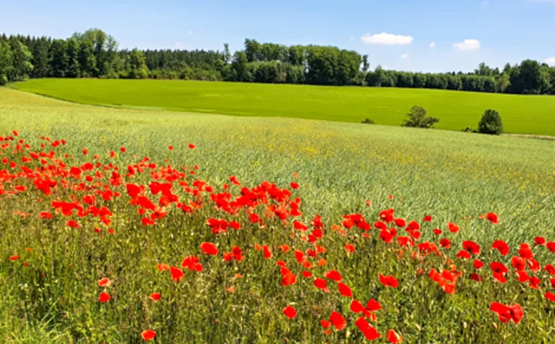 Mohnfeld