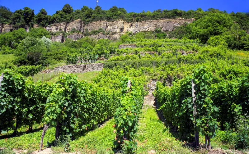 Mosel Weinberg