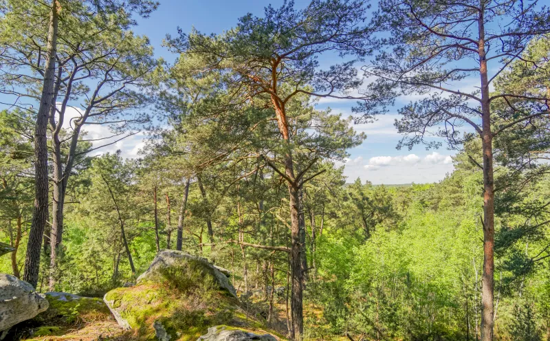 Wald bei Nemours