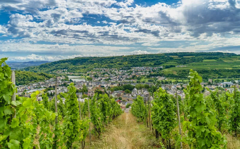 Oberbillig Wasserbillig Weinberg