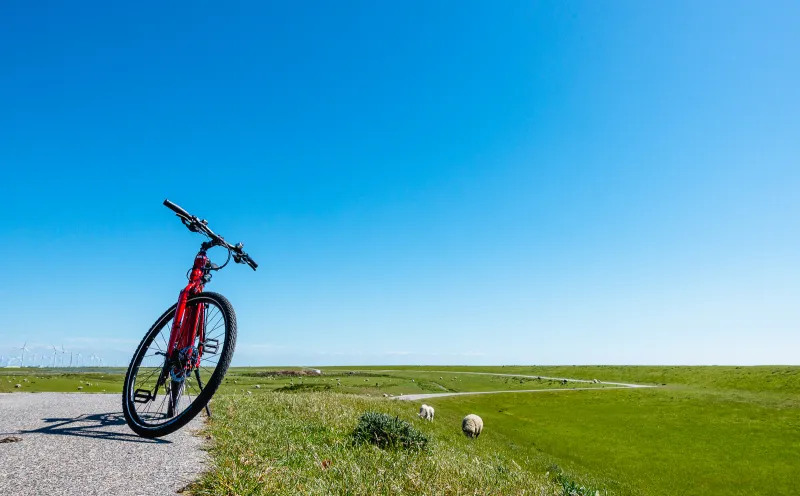 Rad, Deich, Schlüttsiel, Schafe