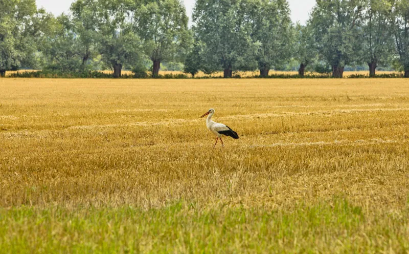 Storch Rühstädt
