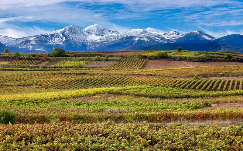 Weinreben vor der Sierra de la Demanda
