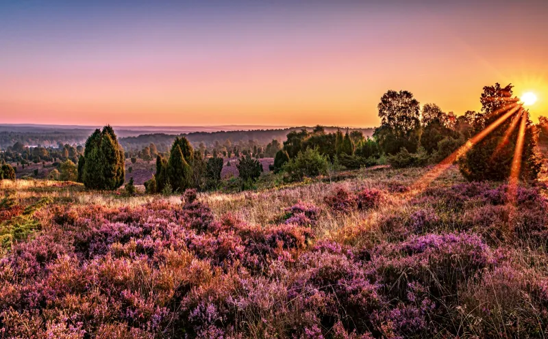 Sonnenuntergang Lüneburger Heide