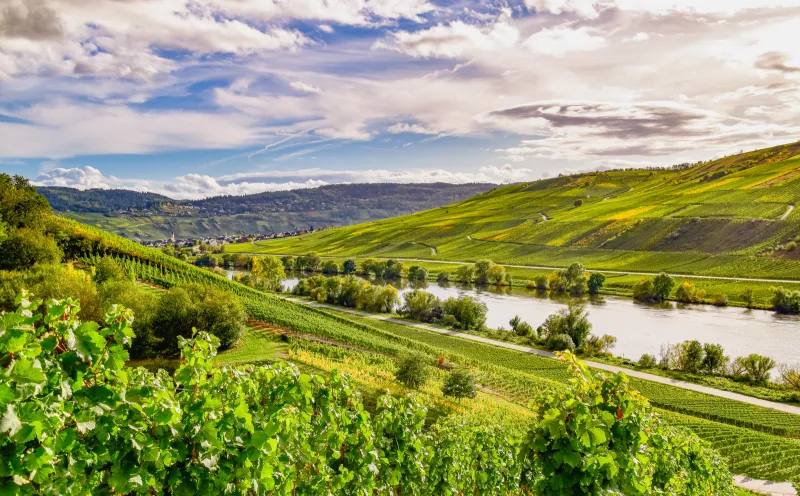 Weinlandschaft