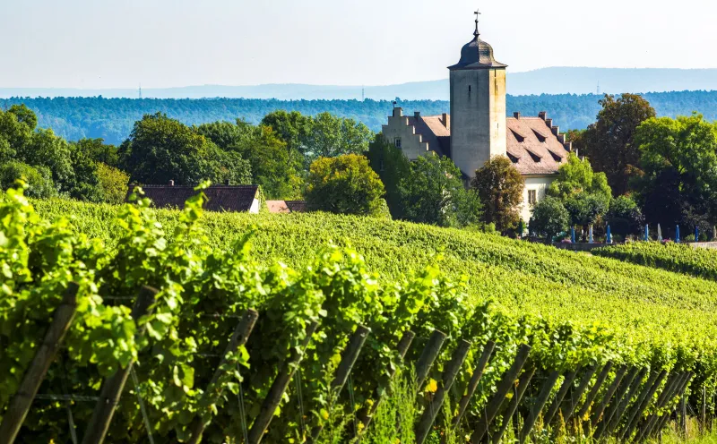 Schloss Hallburg, Volkach, Weinberg