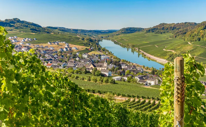 Nittel, Weinberg, Mosel